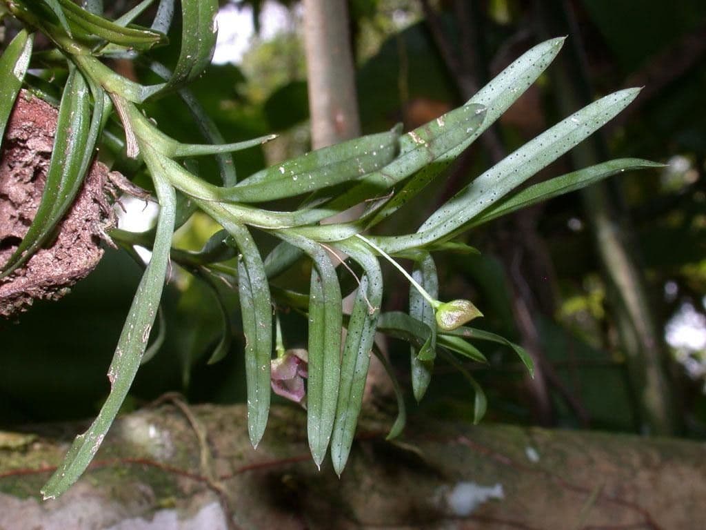 Dichaea 15