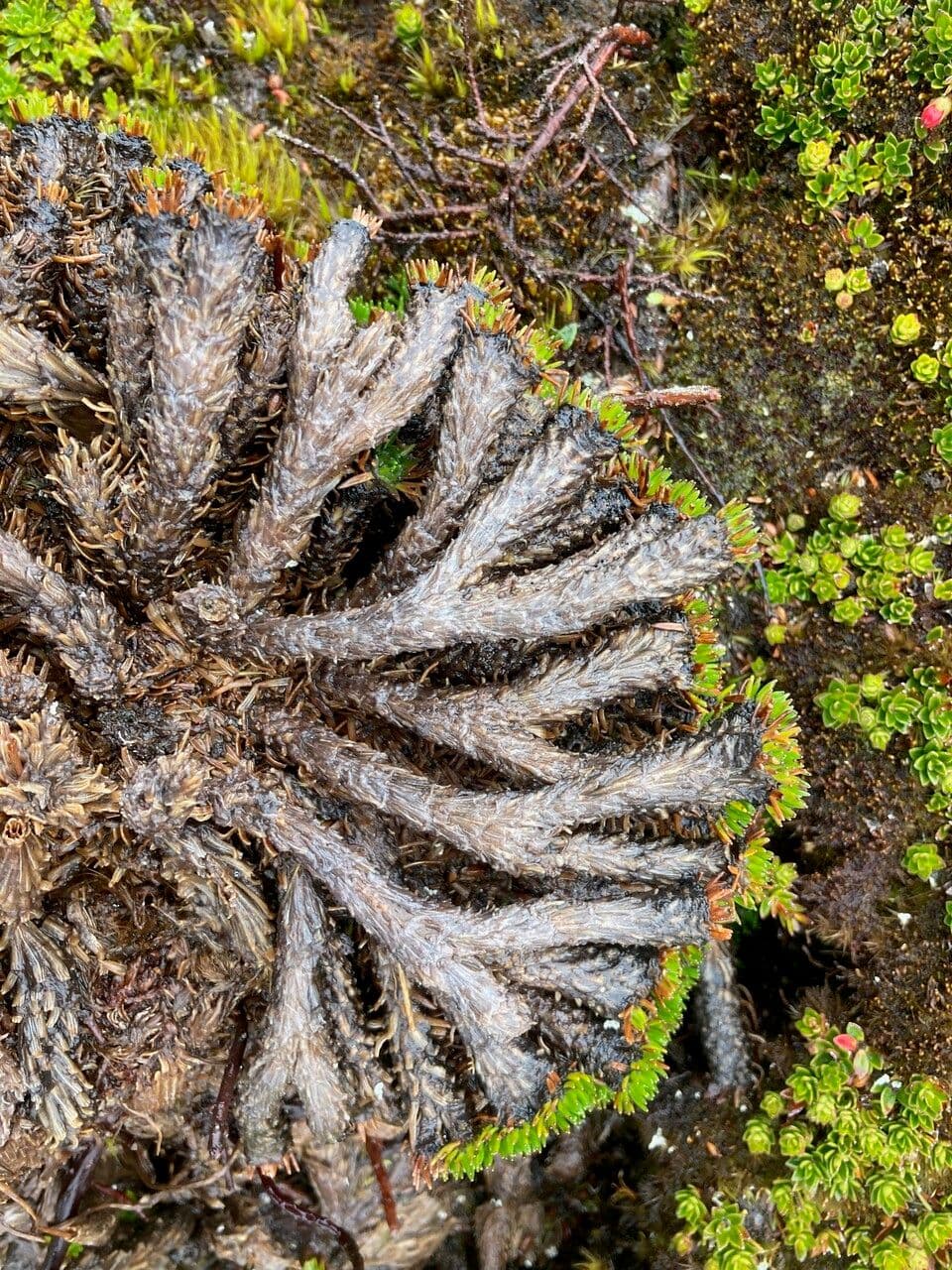 Xenophyllum 17