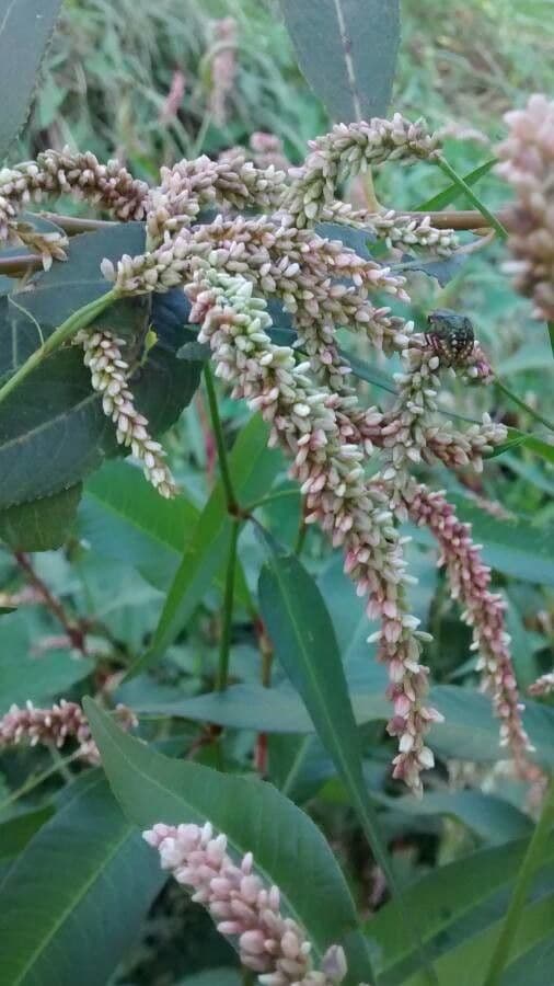 Poligono persicaria 6