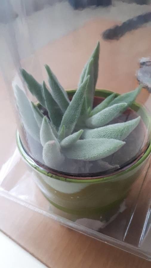 Crassula 4