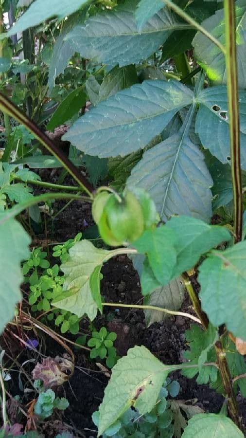 Moruše physalis