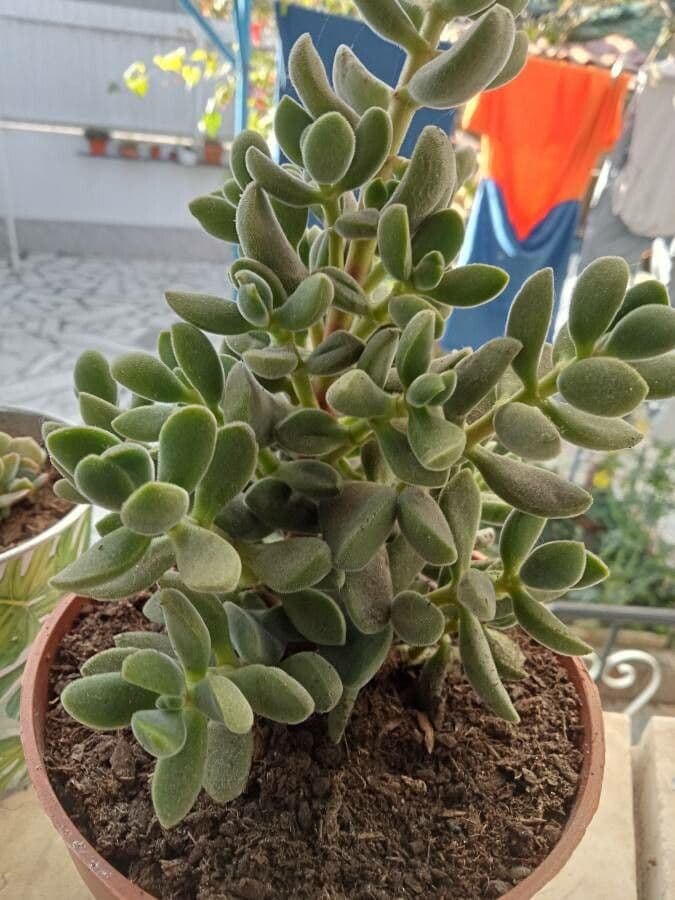 Crassula 2