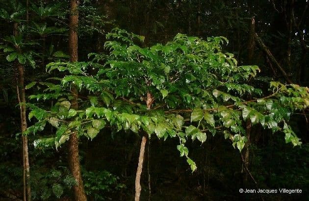 Phyllanthus 5