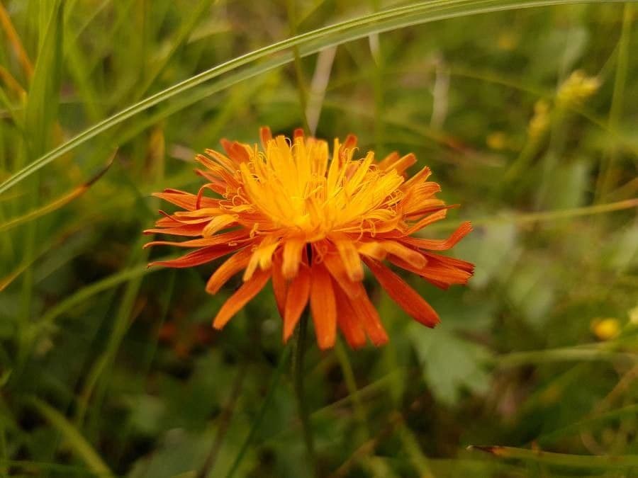 Crepis aurea 5