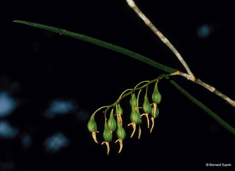 Dendrobium 3