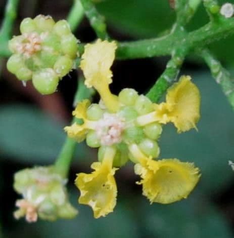 Bunchosia 6