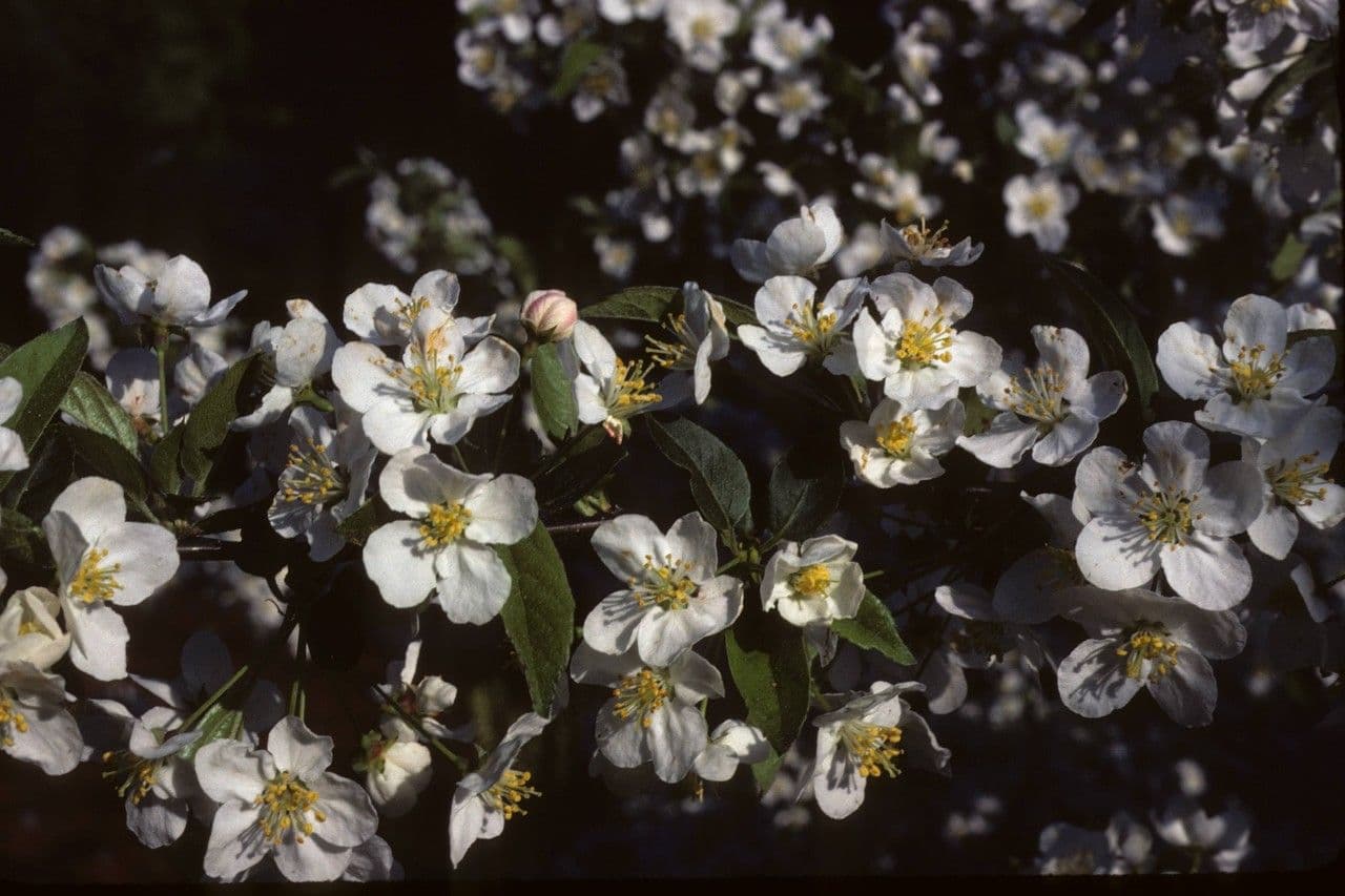 Sargent-Apfel 7