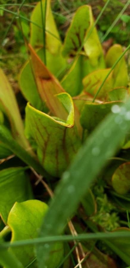 Rote Schlauchpflanze 25