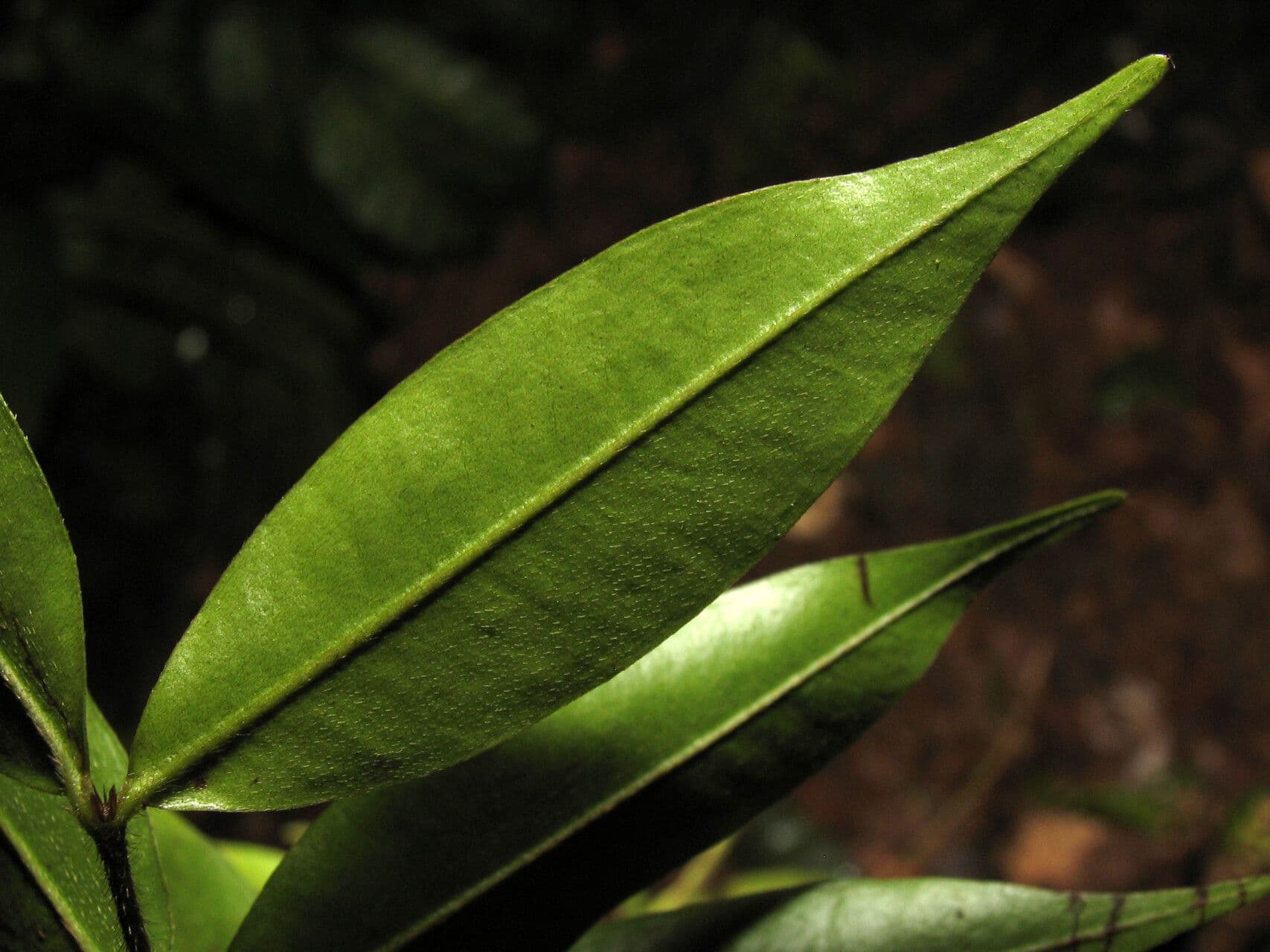 Myrcia bracteata 3