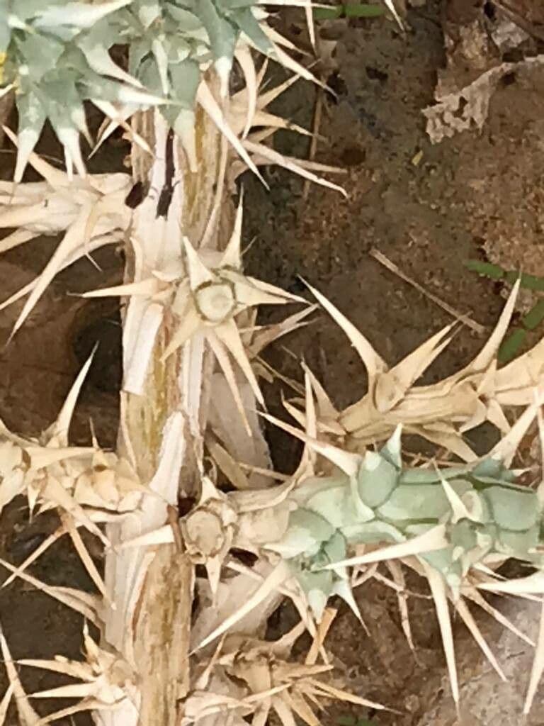 Cornulaca 19