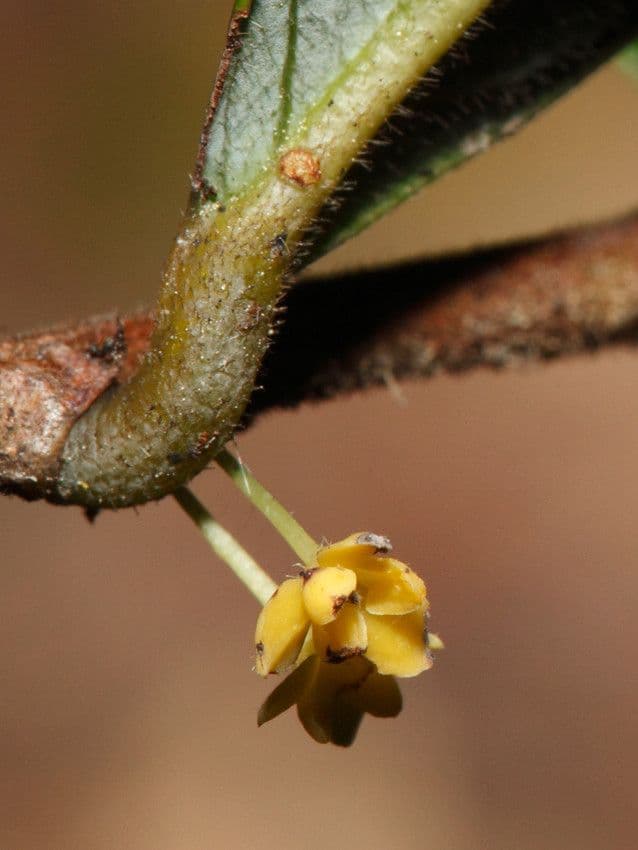 Phyllanthus 7