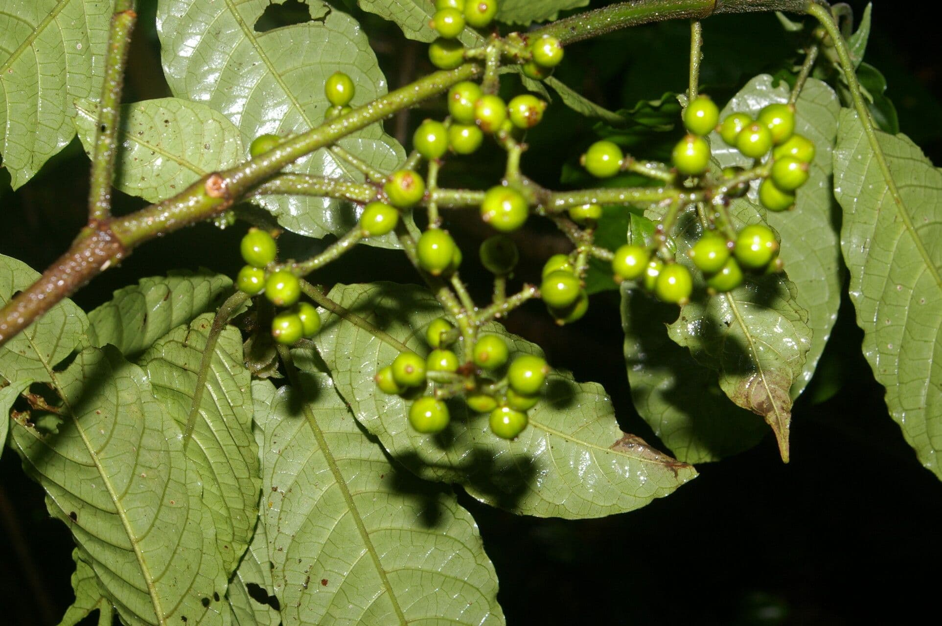 Psychotria 12