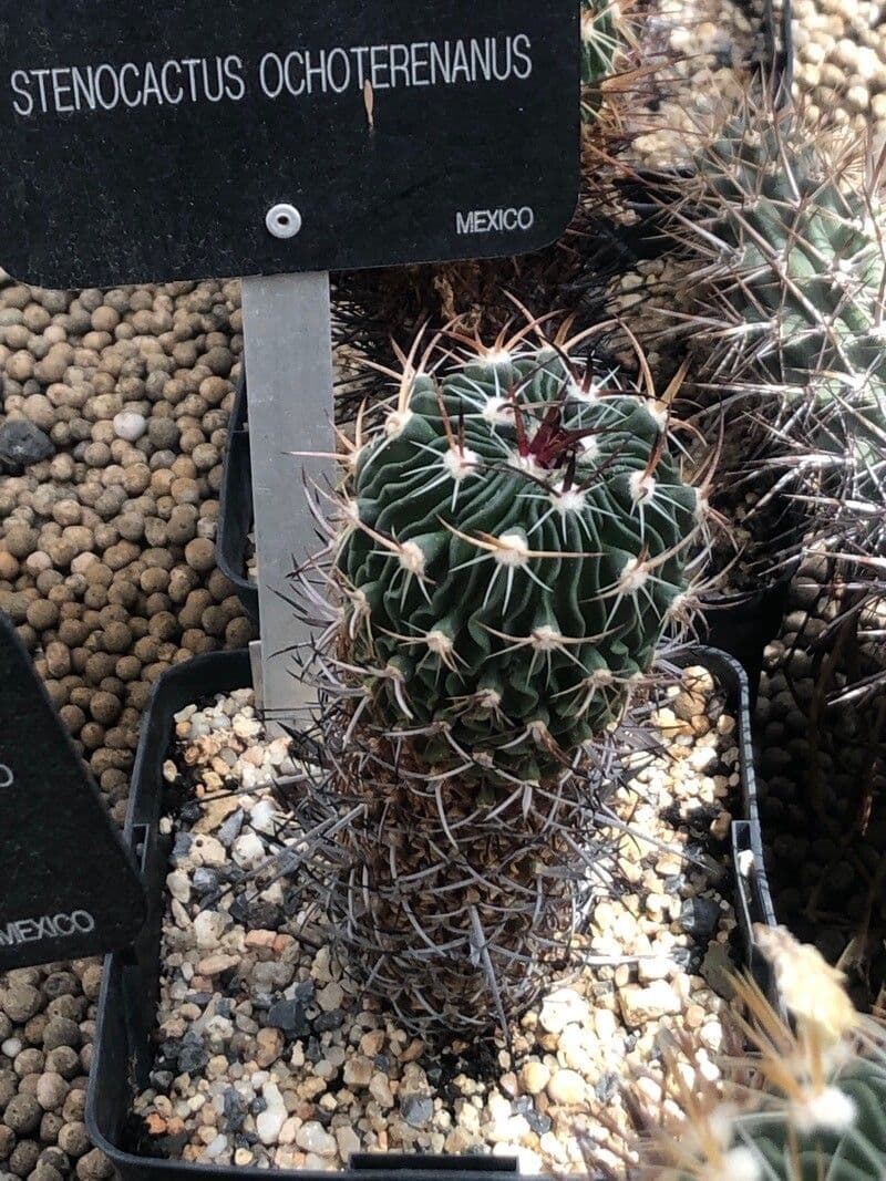 Stenocactus