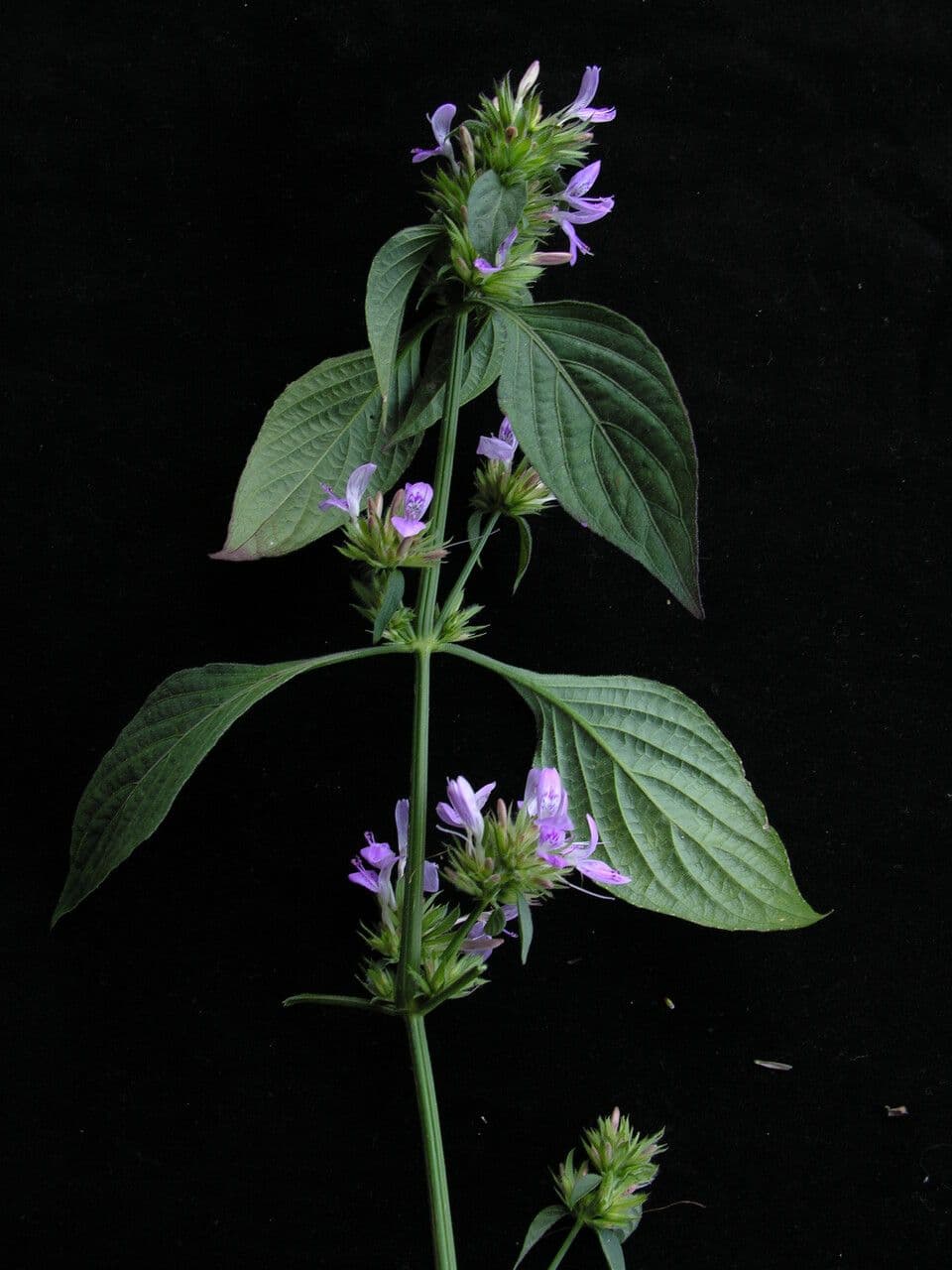 Dicliptera 10