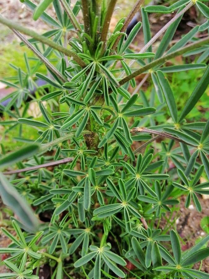 Schmalblättrige Lupine 19