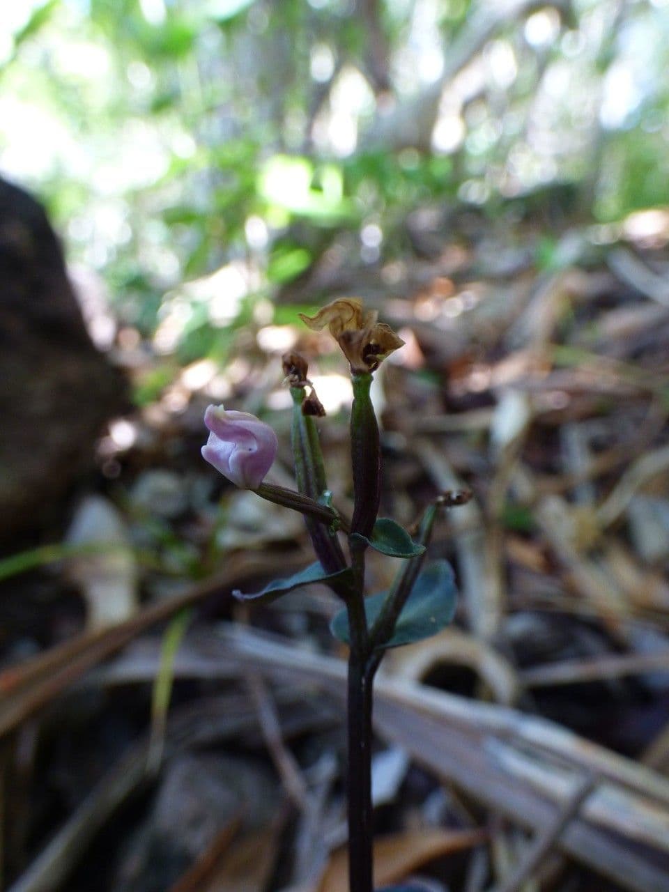 Disperis 2