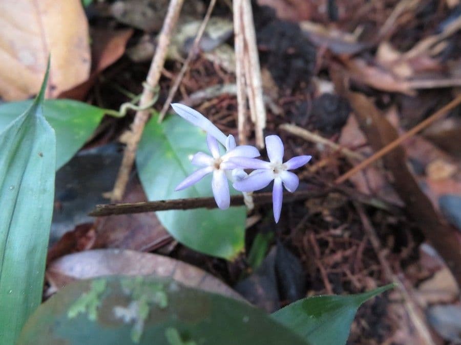 Voyria 3