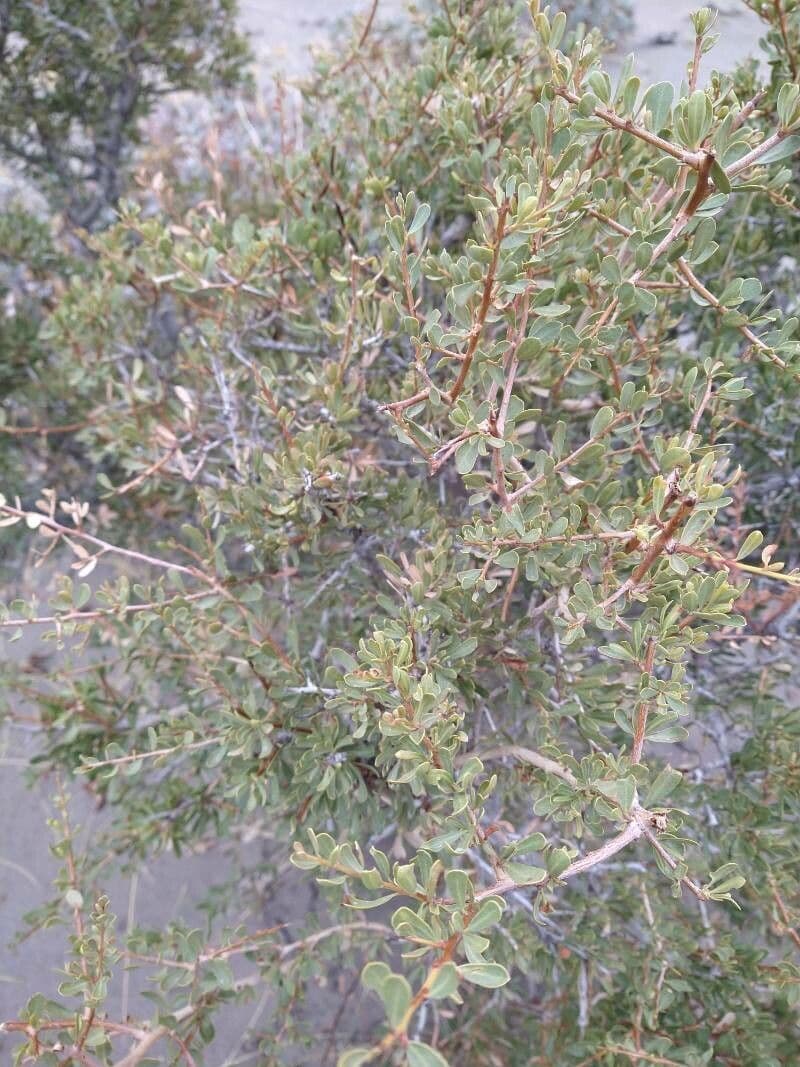Schinus 4