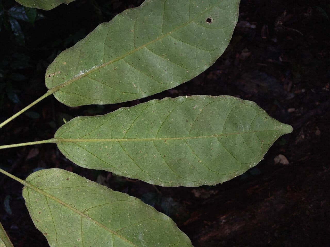 Schefflera 2