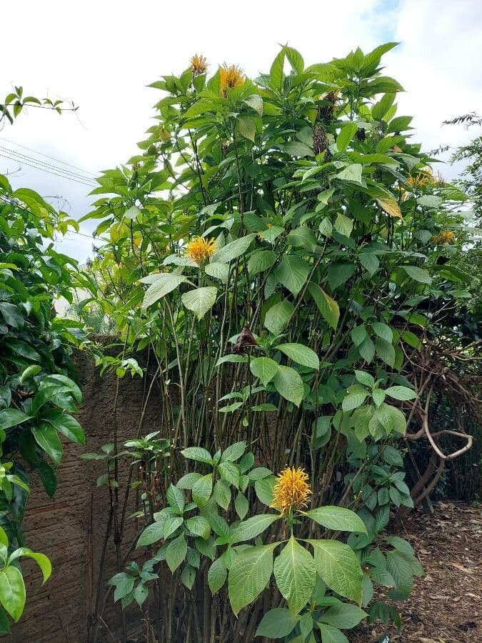 Giustizia dorata 9