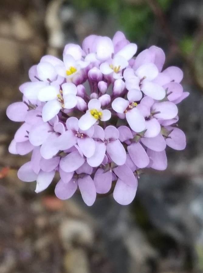 Schiffchenblättrige Schleifenblume 9