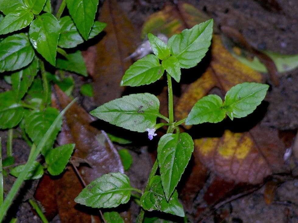 Torenia 2