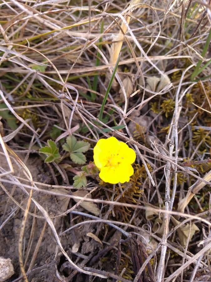 Potentilla 5