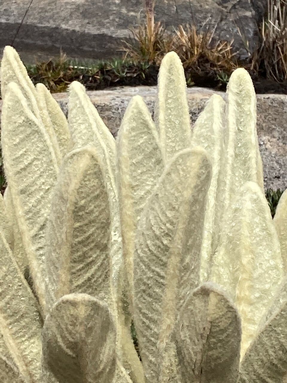 Espeletia 16