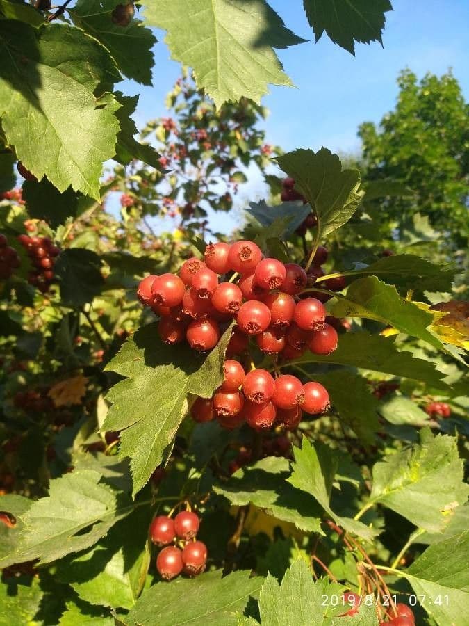 Jarabina brekyňová 5