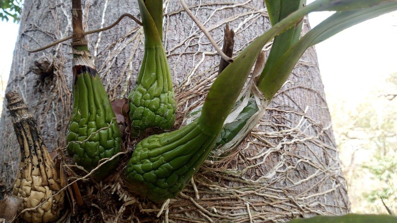 Encyclia 10