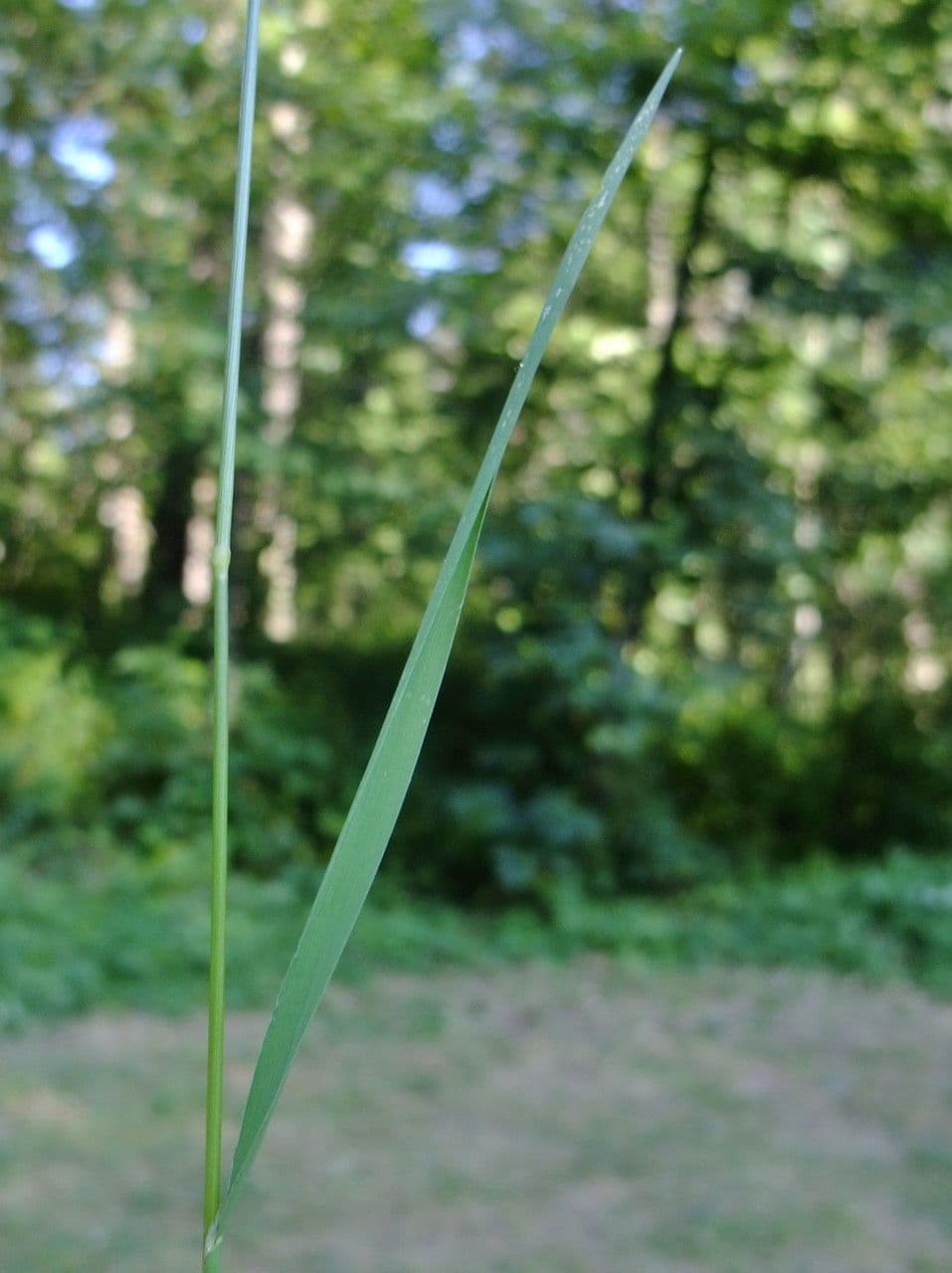 Flecht-Straußgras 20
