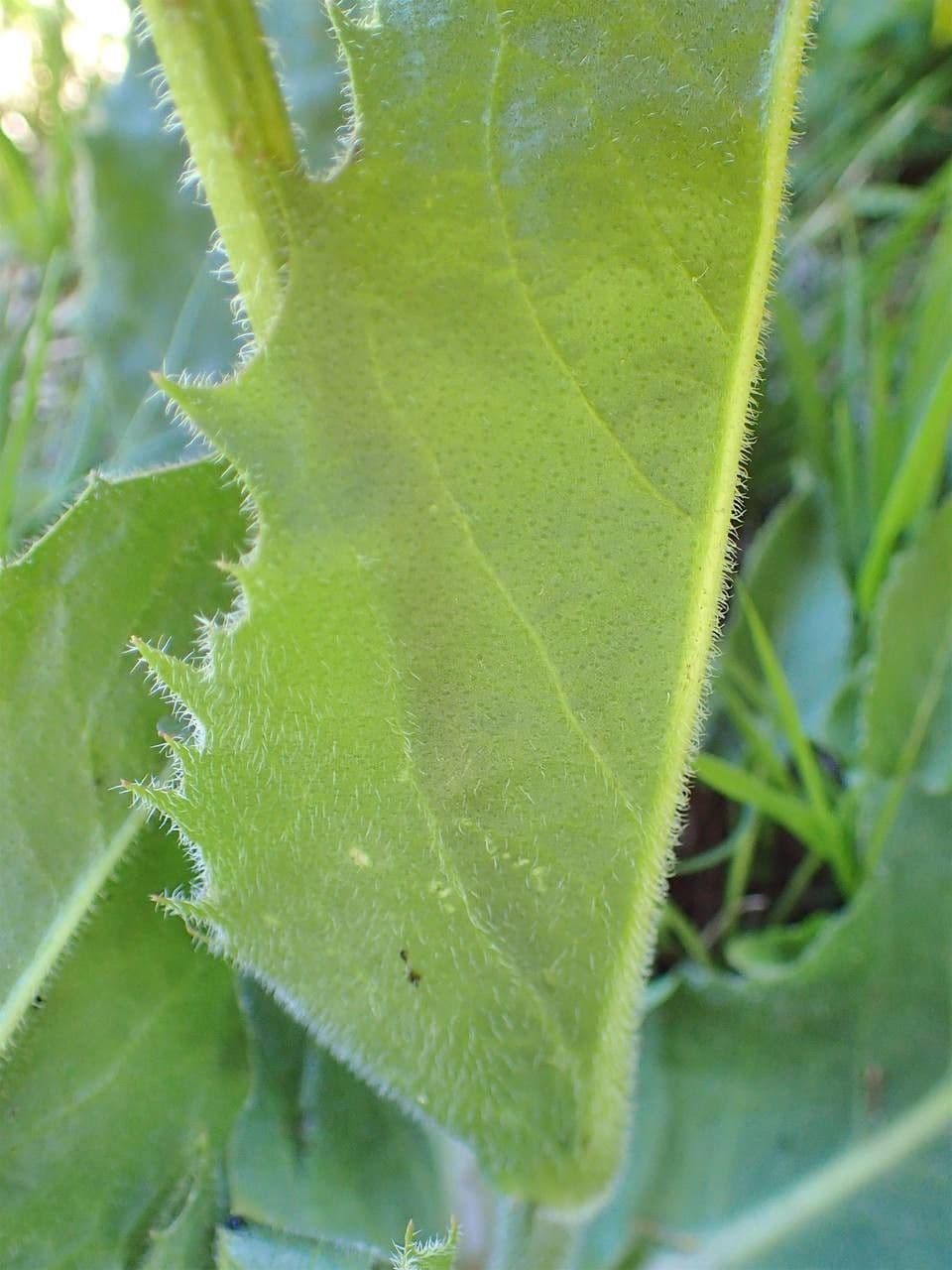 Costolina macchiata 25