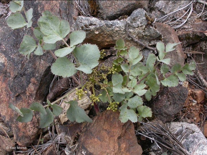 Lomatium 4