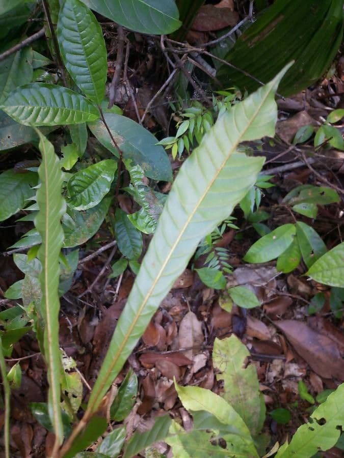 Chrysophyllum cuneifolium 4