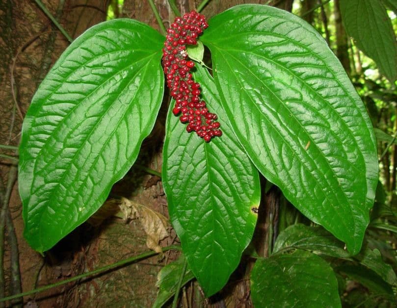 Aroidea 6