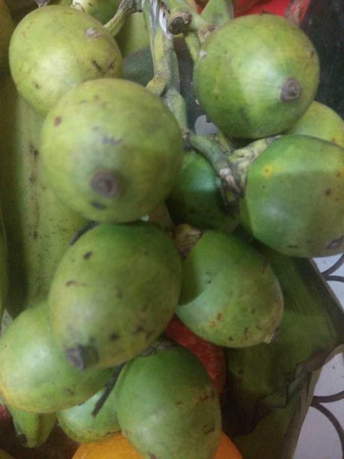 Areca