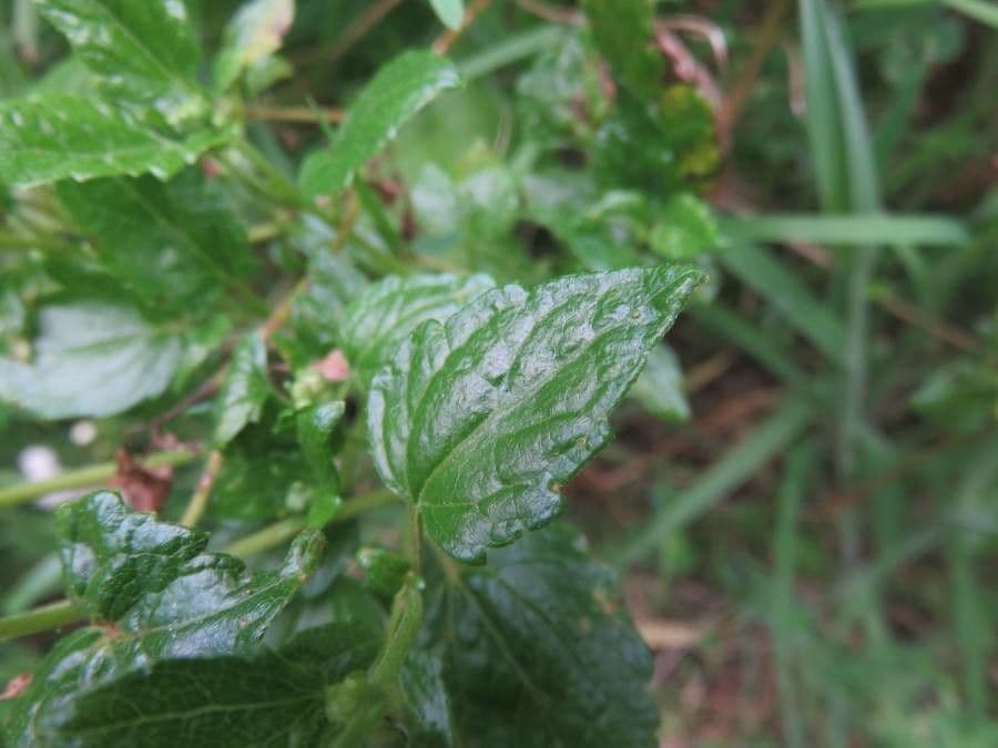 Ageratina 3