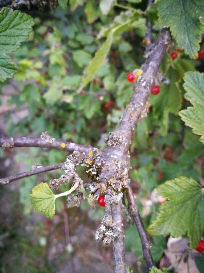 Ríbezľa červená 25