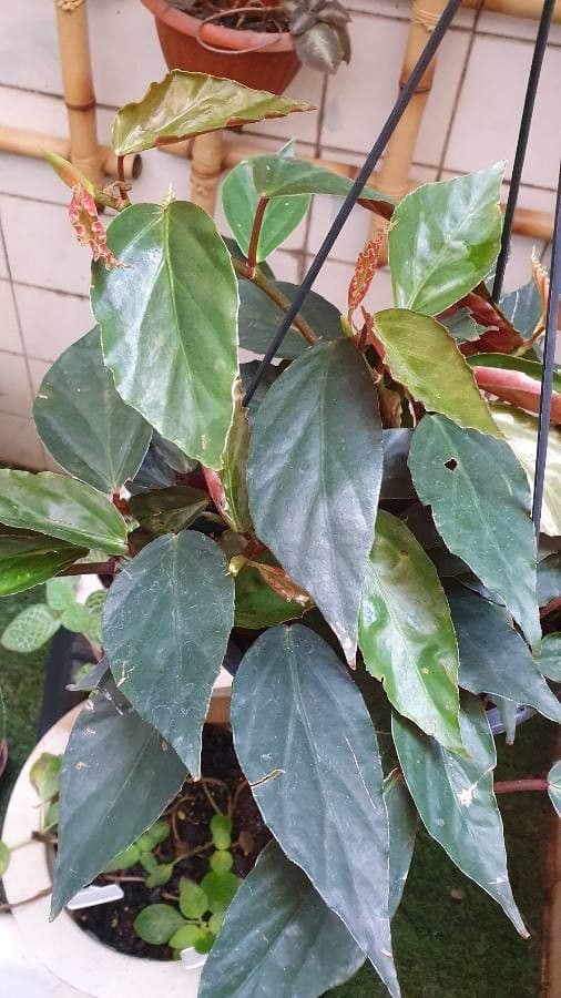 Begonia 5