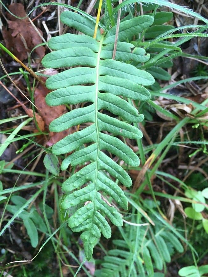 Polypodium virginianum 11