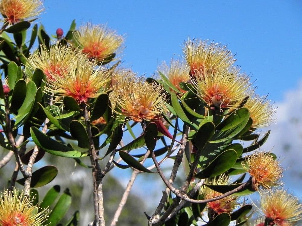 Melaleuca 5