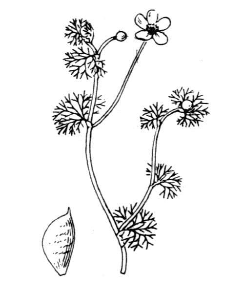 Renoncule circinée 17