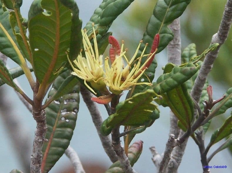 Xanthostemon sulfureo 7