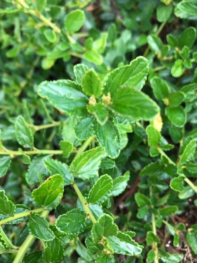 Ceanothus thyrsiflorus 19