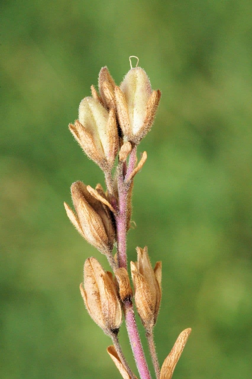 Rock speedwell 3
