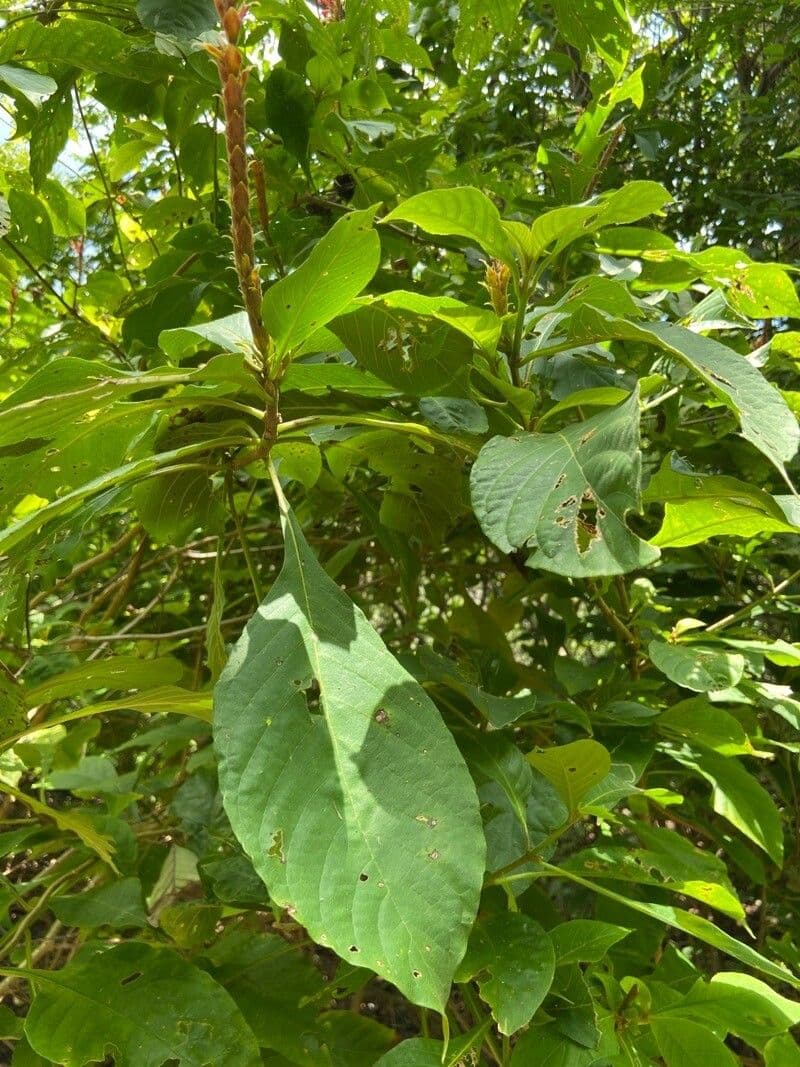 Aphelandra scabra 16