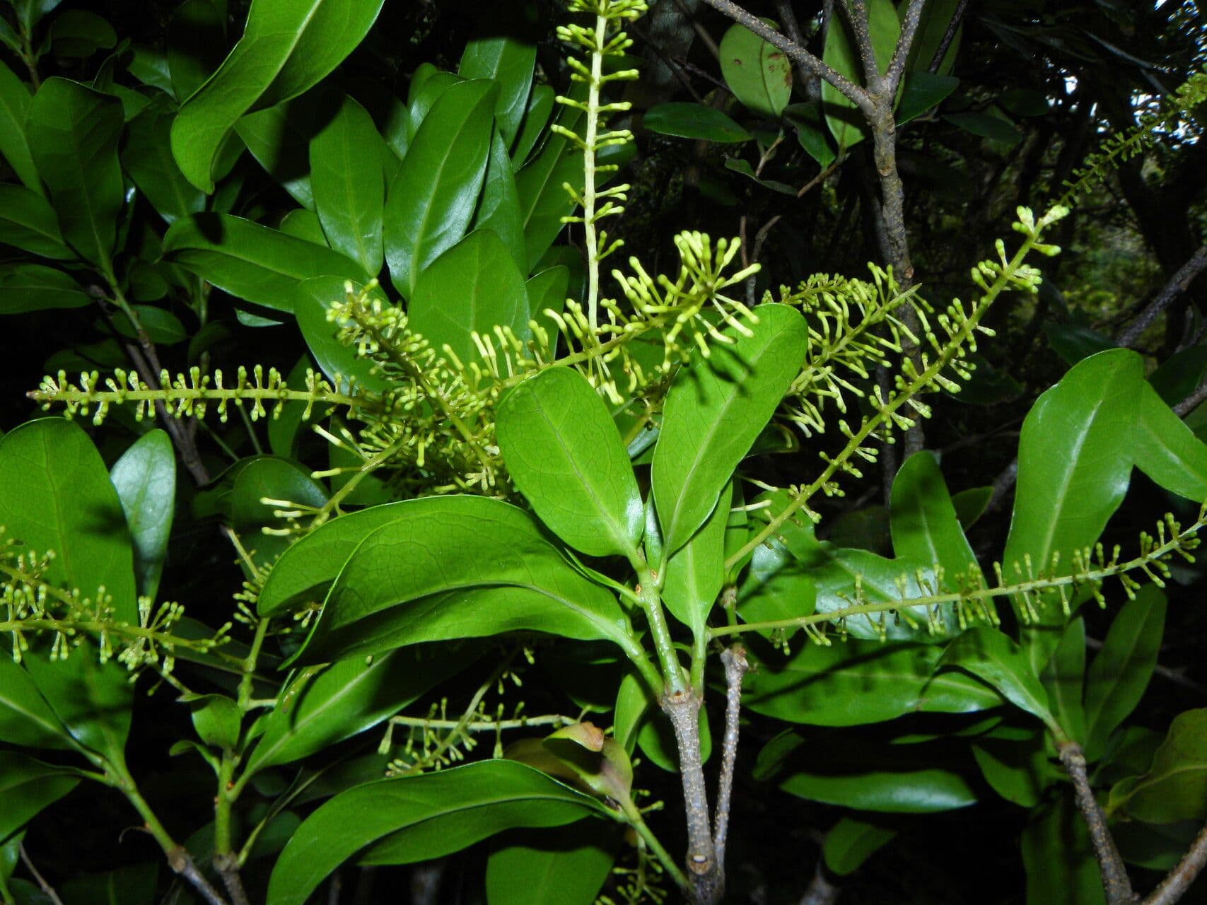 Panopsis costaricense 4