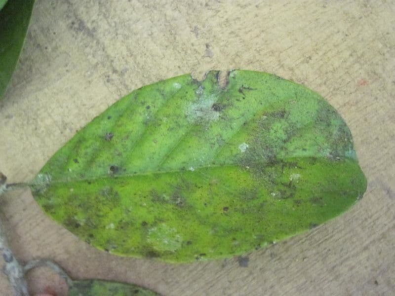 Siparuna 12