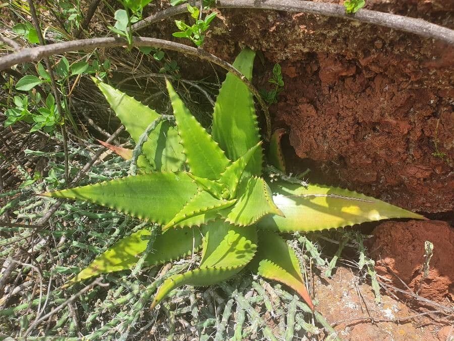 Aloe 15