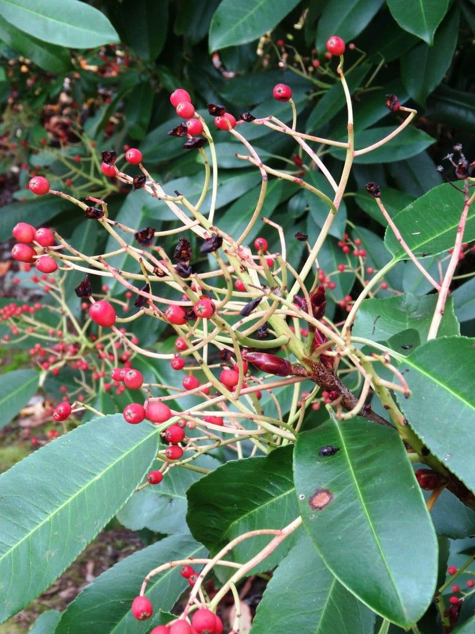 Photinia 3